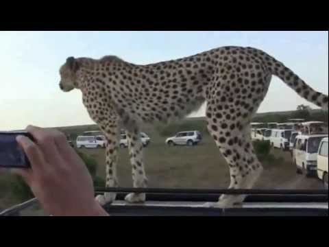 חווית ספארי מדהימה