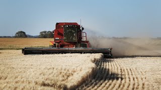 Barley Biff China To Levy Tariffs On Australian Barley From Tomorrow