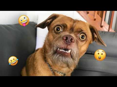 Try Not To Laugh 😂 Best Funny Dog Videos Compilation 2026 #15