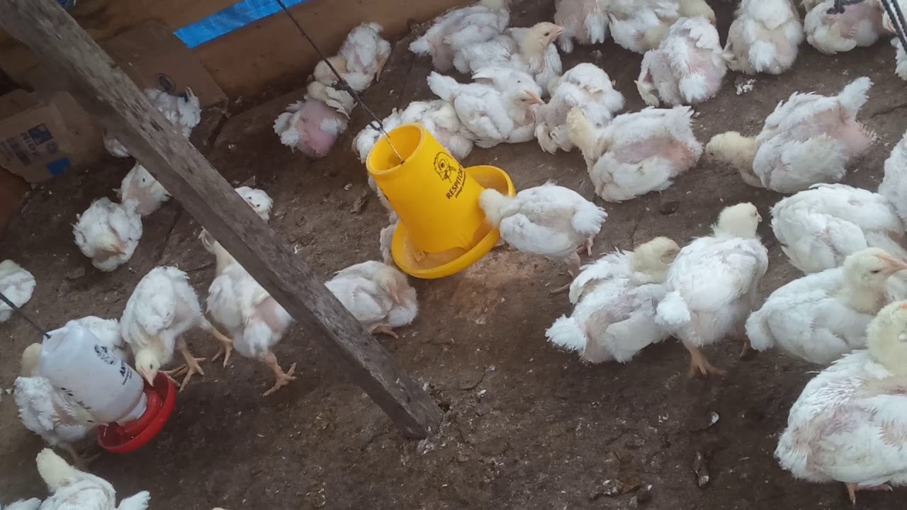 Orang Papua juga bisa Beternak Ayam Potong.. 