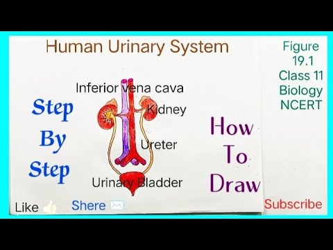 How To Draw Human Urinary System Step By Step Drawing | Human Excretory ...