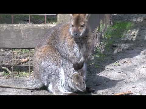 20220513 Borne HDVDM Oekie