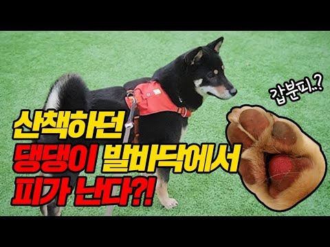 * 구독자 이벤트 * 견주들이 꼭 알아야 할★눈오는 날 댕댕이들의 산책 필수템 추천!!