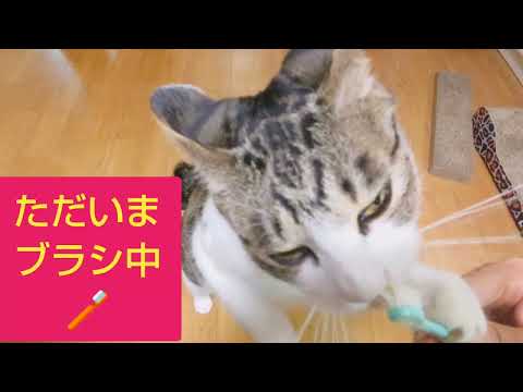 水菜を食べる猫ジジちゃん♥️と野菜のリユース🥬ベランダ菜園(=^・^=)Gigi the cat eats mizuna and reuses vegetables in our balcony 水菜を食べる猫ジジちゃん♥️と野菜のリユース🥬ベランダ菜園(=^・^=)Gigi the cat eats mizuna and reuses vegetables in our balcony