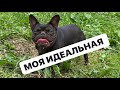 Кокосик ! Моя бомба которая не требует особого представления ! Французский бульдог шоколад триндл.