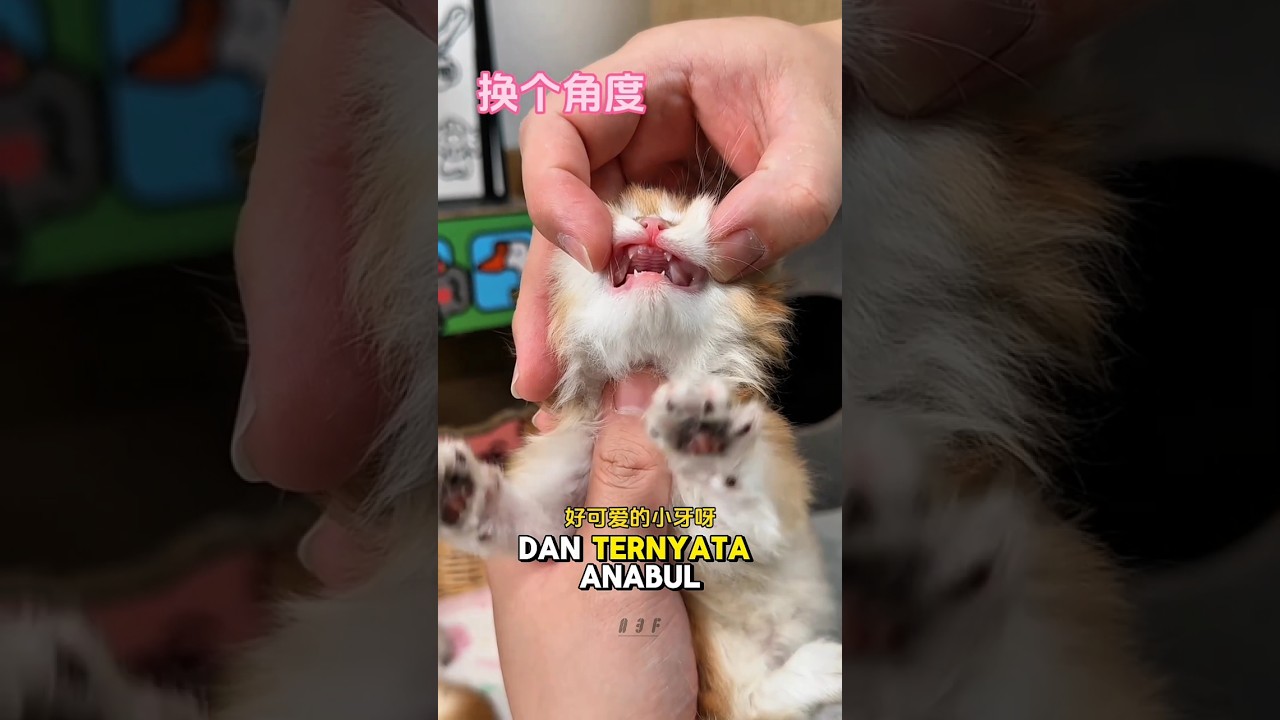 Akhirnya!! Para Anabul Udah Tumbuh Gigi Guys