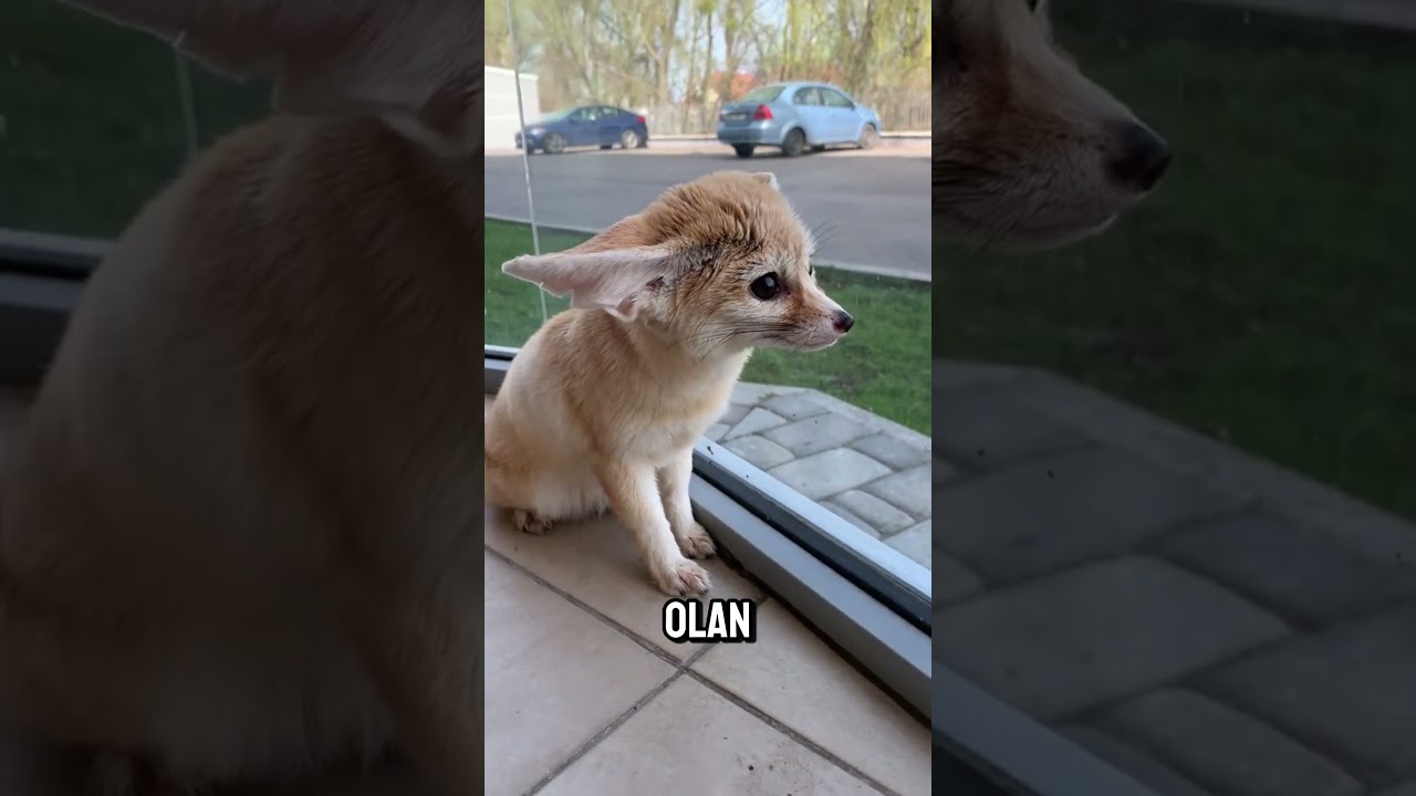 Fennec Tilkisi’nin Sevimliliğine Dair Her Şeyi Keşfedin! 🦊✨