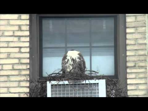 180 degree head rotation. - YouTube
