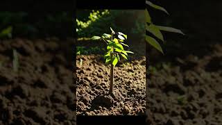 Plant to Tree Timelapse | Watch Nature Grow in Minutes #timelapse