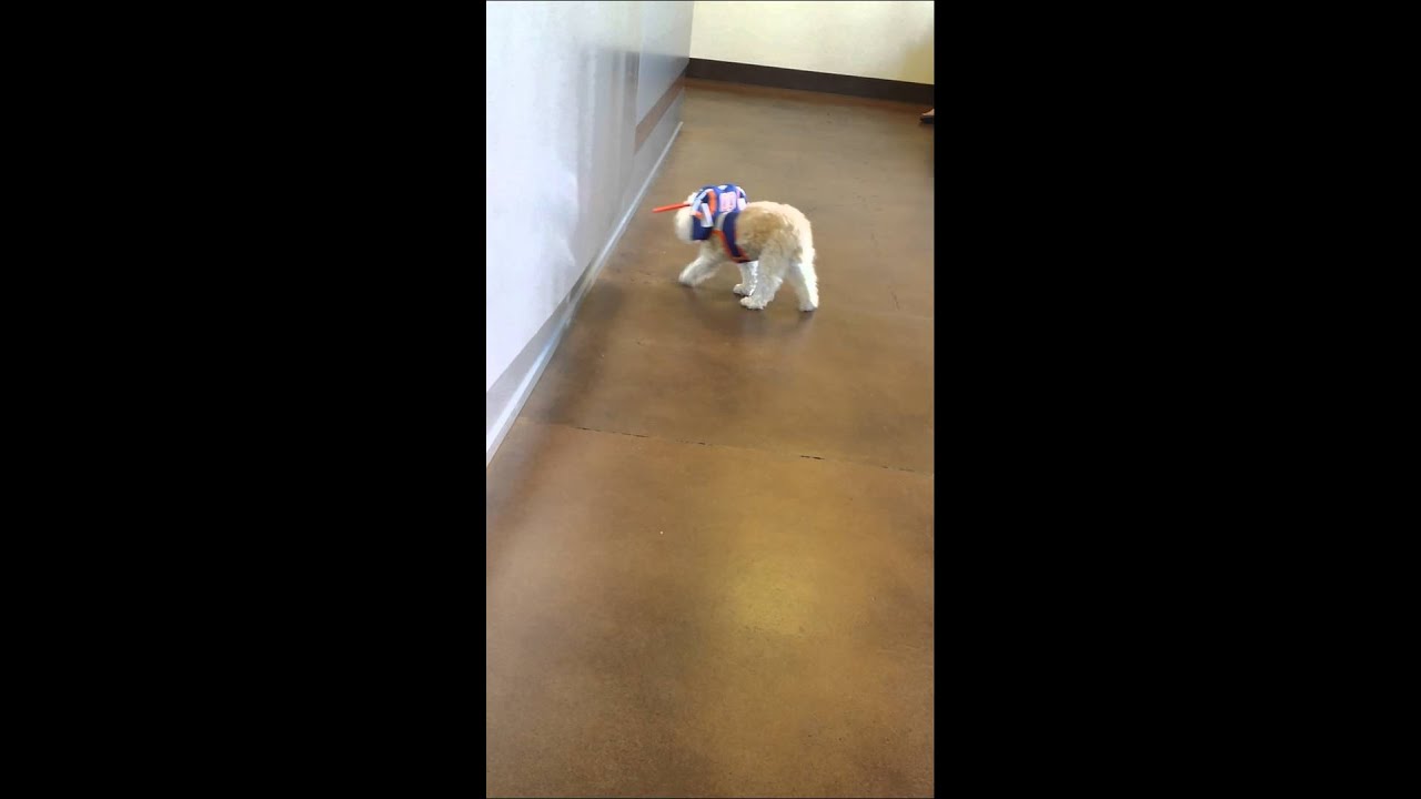 Blinddog Muffin with his Muffin's Halo Quarterback YouTube