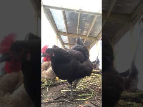 Time Lapse of Feeding the Chickens Compost