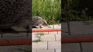 В саду завелся ежик 🦔😍#ёжик #фридайвинг #nature #hedgehog