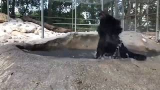 Baby Bear Pool Party by Kennys Wild Things 969 views 4 years ago 1 minute, 15 seconds