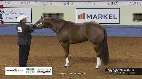 Aged Stallions - 2024 AQHA World Championship Show