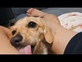 Cute dog that spoils you at night.【Dachshund】