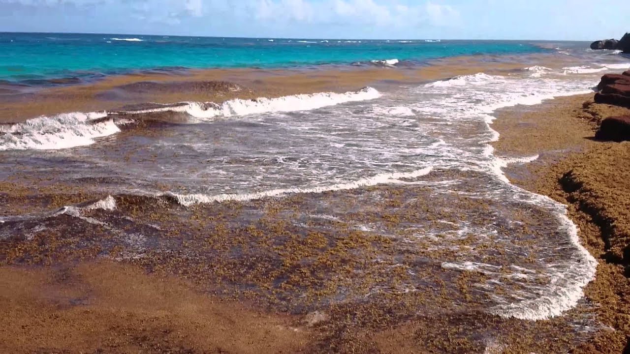 Download Sargassum sea weed in Barbados