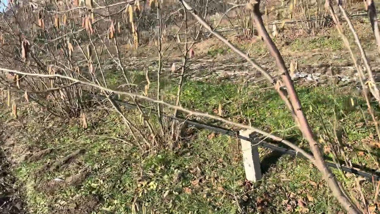 Фундук Трапезунд. Бактериальный ожог, ядра больные, криворукие псевдопитомники.