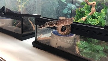 Coastal Carpet Python Striking!