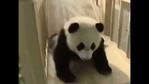 Cute Pandas Playing on a Slide | Funny Pets Video | Cute Animals