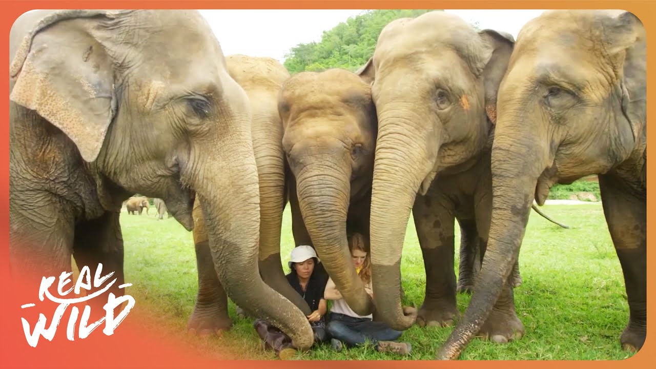 Elephant Whisperer: Meet The Woman Who Became an Enemy of the State for Elephants