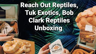 Reach Out Reptiles, Tuk Exotics and Bob Clark Reptiles Unboxing!