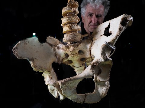 Arsuaga presenta las vértebras lumbares de la pelvis Elvis en el MEH. Un fósil único en el mundo.