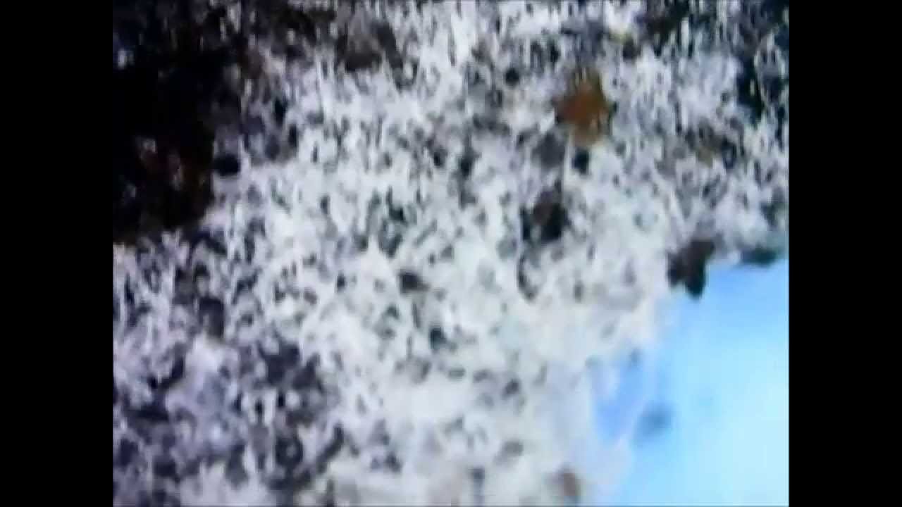 Moldy Coffee Under a Microscope YouTube
