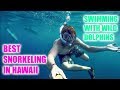 SWIM WITH DOLPHINS IN HAWAII // BEST SNORKELING ON BIG ISLAND