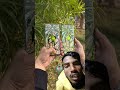 Realme 15 Vs Moto Edge 60 Pro Camera Test #mobilepapa #shorts