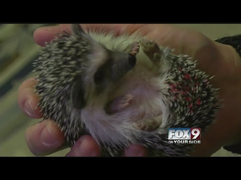 Video: Cei mai obisnuiti animale obeze exotice: numerele 2 Hedgehogs