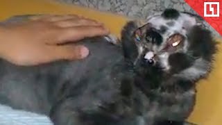 Кошку облили кислотой за разбитую чашку(, 2018-06-28T15:26:43.000Z)