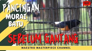 SUARA PANCINGAN MURAI BATU GACOR SEBELUM GANTANG PASTI IKUT GACOR DAN EMOSI