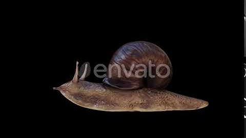 Forest Snail Idle Loop | Motion Graphics - Envato elements