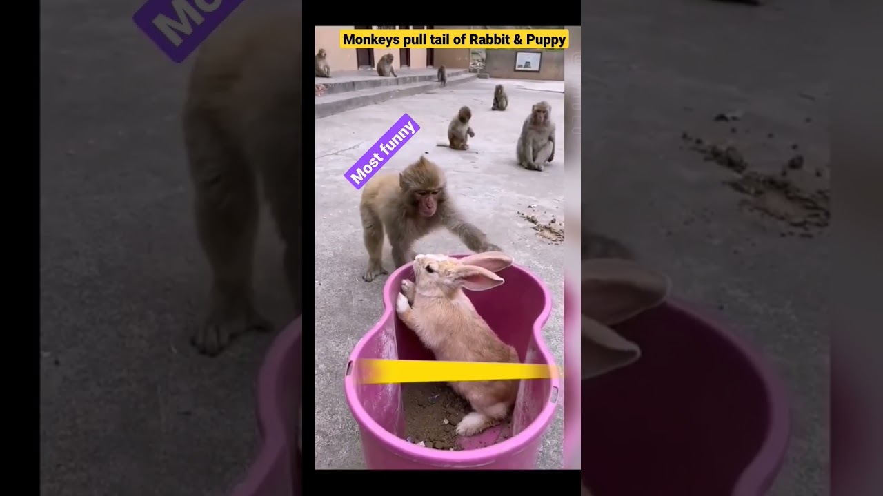 Monkeys pull tail of Rabbit & Puppy#short #funny #viral #viralvideo