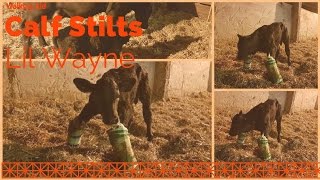 Making a Splint For A Calf