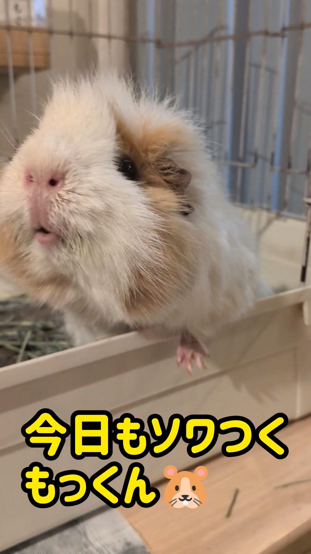 モルモットの家族 もるもるも - YouTube
