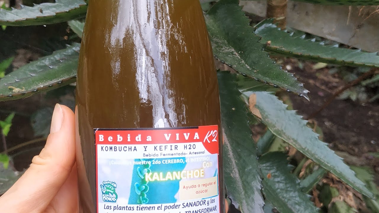 ☀️ Bebida Viva K2 con Kombucha y kefir de agua YouTube