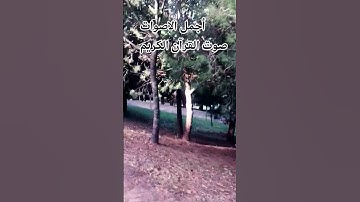 قران كريم بصوت جميل للشيخ عبد الرحمن مسعد #المصحف#راحة_نفسية#المصحف #الرحمن #الصلاه #تصويري 🌹♥️