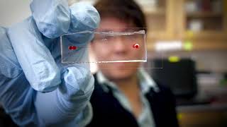 Celebrity Health Sciences at UConn Net Worth