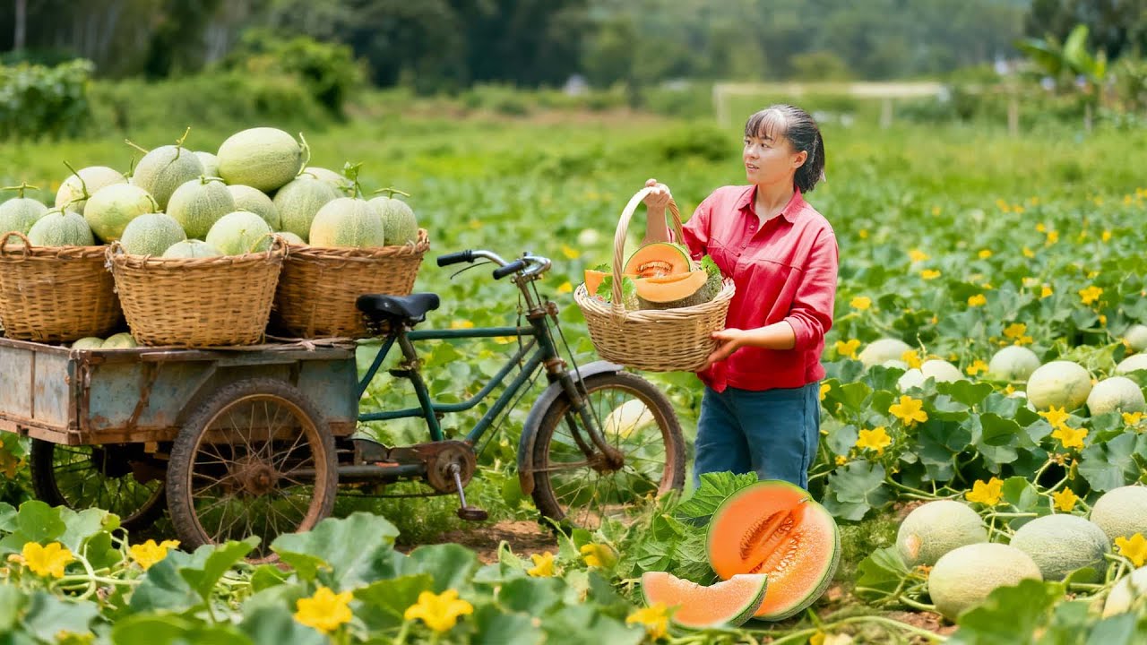 TIMELAPSE -- Harvest 1000+ Korean Melons In The Rain, Use Truck to Transport Go to Market Sell