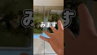 4ヶ月放置したメダカの現状がヤバすぎた…