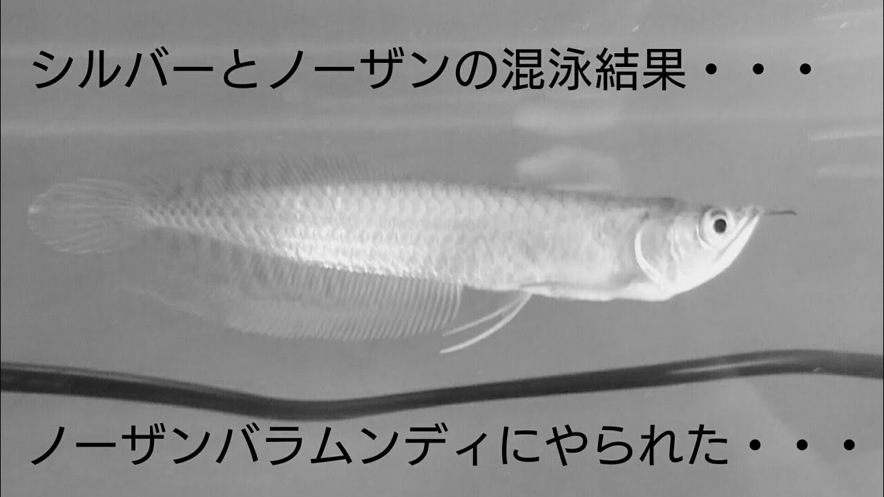 シルバーアロワナを死なせてしまいました【混泳失敗】 - YouTube