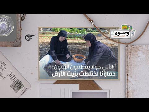 أهالي حولا يقطفون الزيتون دماؤنا اختلطت بزيت الأرض