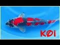 24 types and characteristics of the KOI Fish [PART 2]