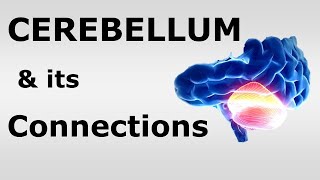 (Chp#06) CEREBELLUM & its Connections | Snell's NeuroAnatomy | Dr Asif Lectures