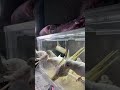 ライブ ハイライト