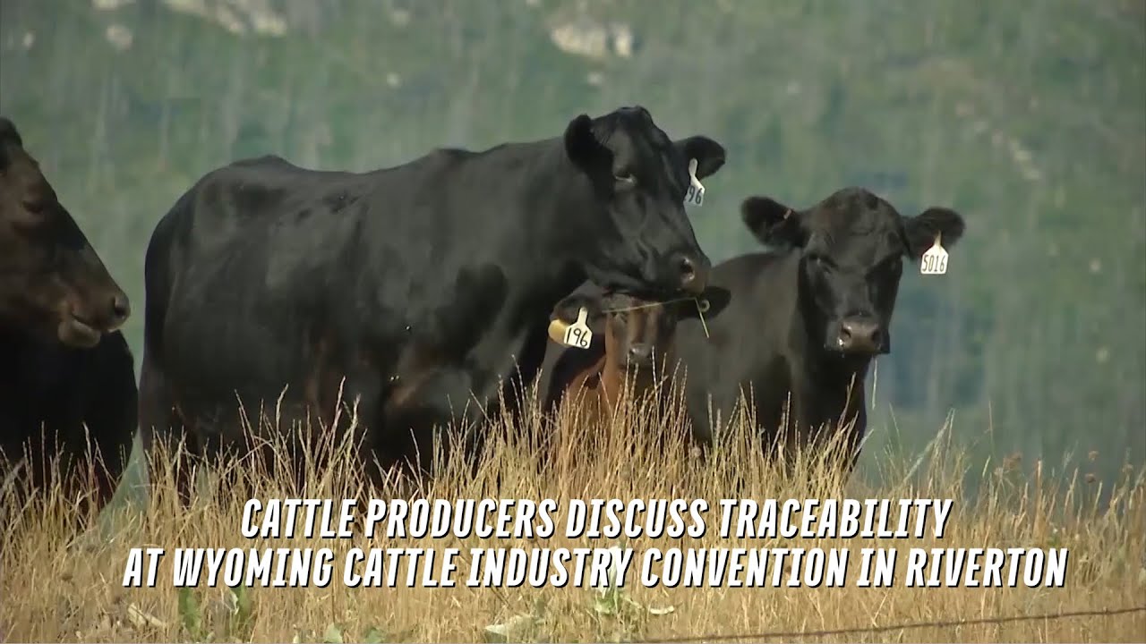 Wyoming Stock Growers Discuss Traceability at Cattle Industry Convention in Riverton YouTube