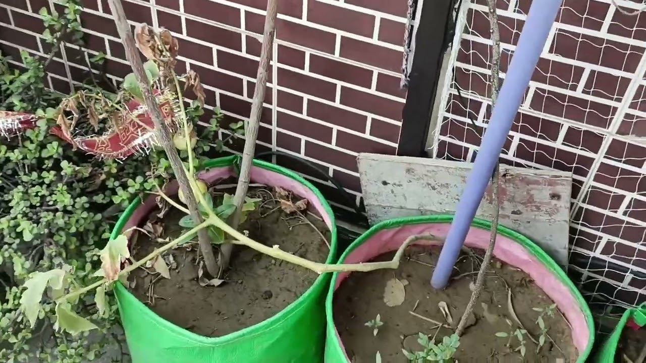 Finally lagwa Liya Monkey Protection Net 🥅 | Terrace Garden Update