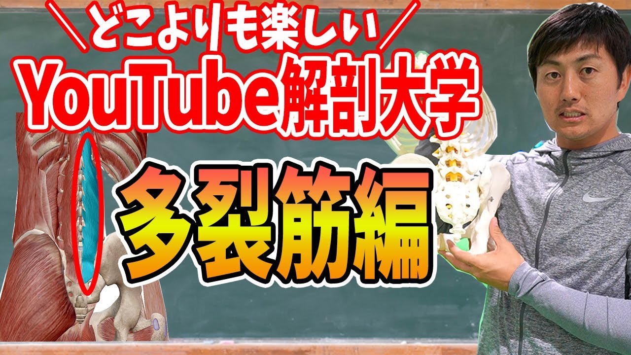 【Youtube解剖大学】どこよりもわかりやすく、楽しく学べる解剖学企画スタート！！