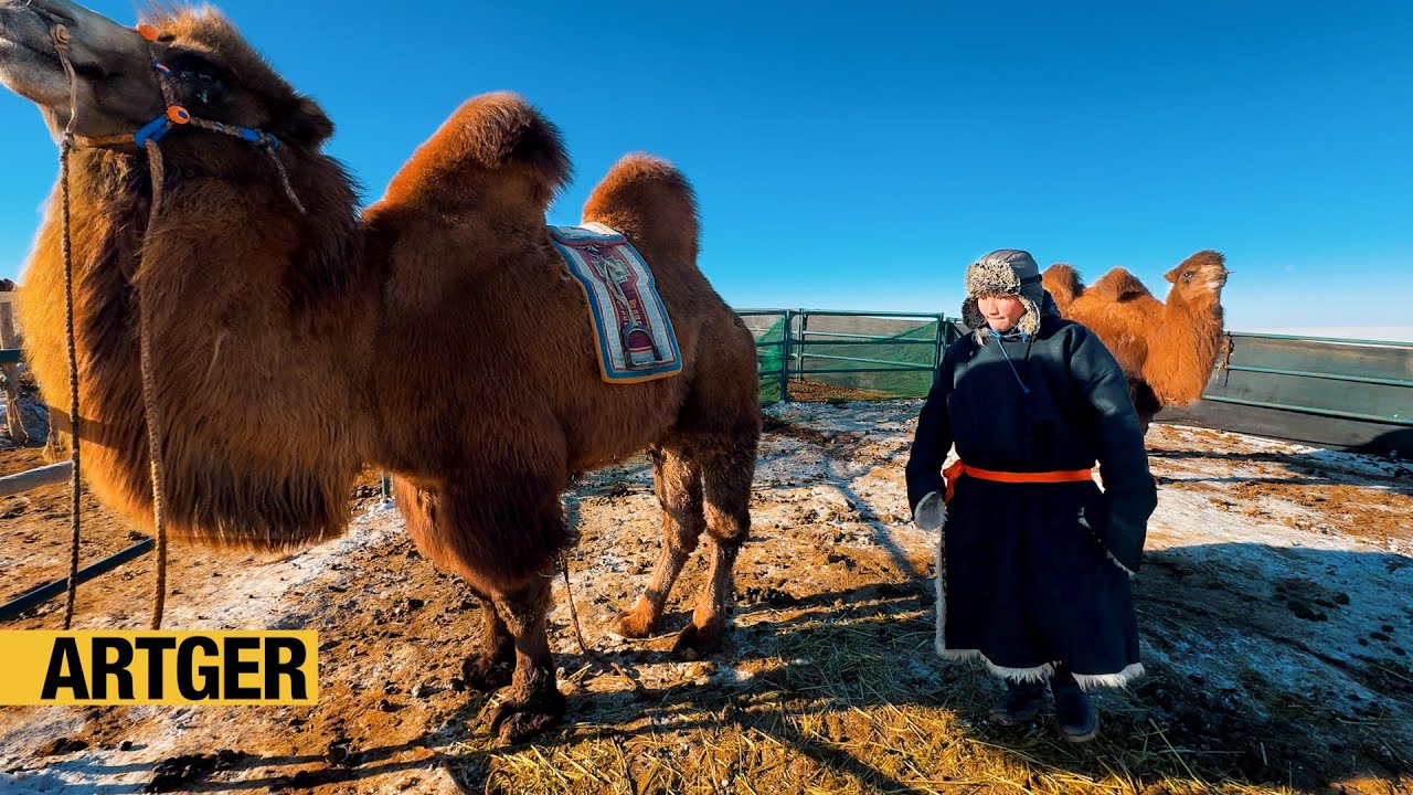 How Mongolian Camel Herders Live in the Gobi! Winter Nomad Dinner!